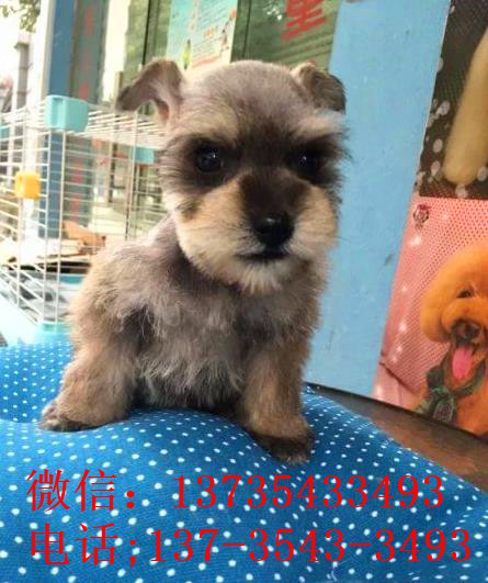 上海犬舍出售纯种雪纳瑞犬好不好养 在哪买狗卖狗