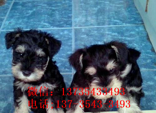 成都犬舍出售纯种雪纳瑞犬好不好养 在哪买狗卖狗