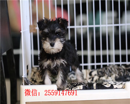 西安哪里卖雪纳瑞 西安哪里卖健康的雪纳瑞犬 