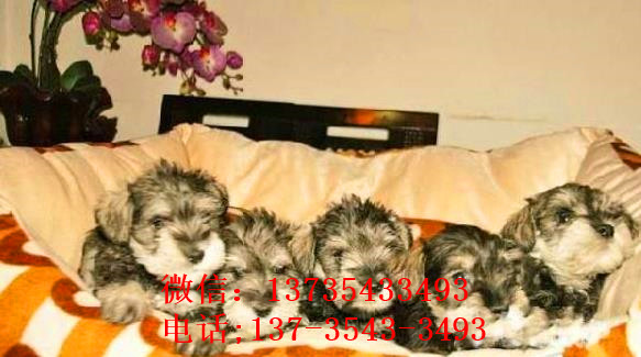 沈阳宠物狗犬舍出售纯种雪纳瑞犬 椒盐色迷你雪纳瑞犬哪里有