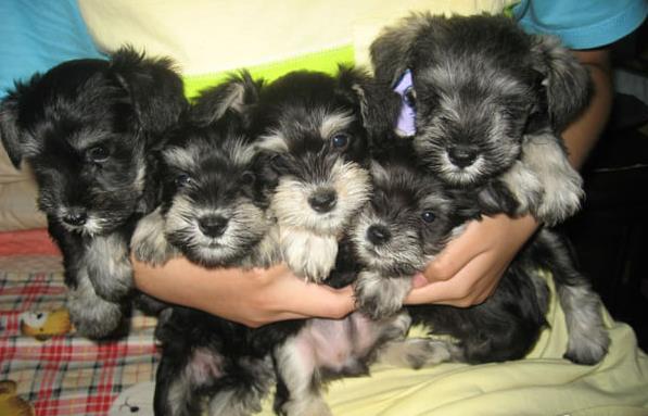 武汉宠物狗狗犬舍出售纯种雪纳瑞犬 哪里有买