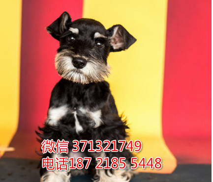 南昌犬舍出售 雪纳瑞犬迷你小雪纳瑞犬 包健康
