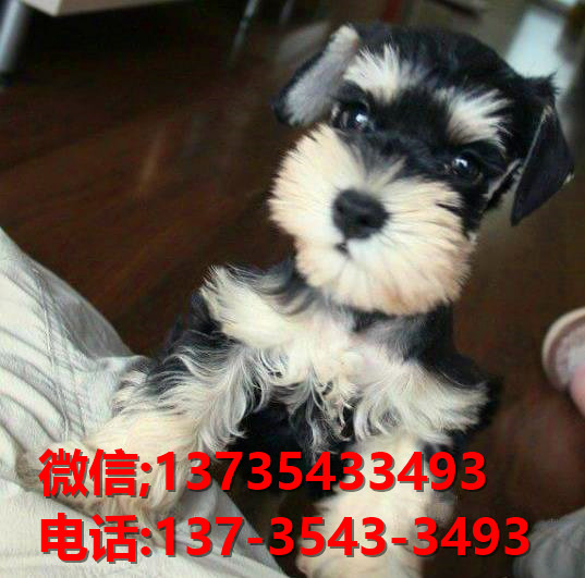 沈阳犬舍 出售纯种雪纳瑞犬 宠物狗网站信息卖