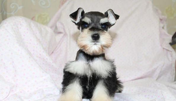 南昌宠物狗狗犬舍出售纯种雪纳瑞犬 哪里有买