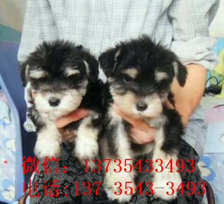 重庆宠物狗狗犬舍出售纯种雪纳瑞犬 哪里有买狗卖狗市场