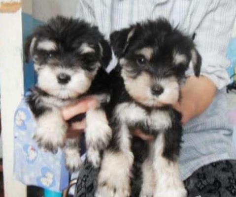 重庆宠物狗狗犬舍出售纯种雪纳瑞犬 哪里有买