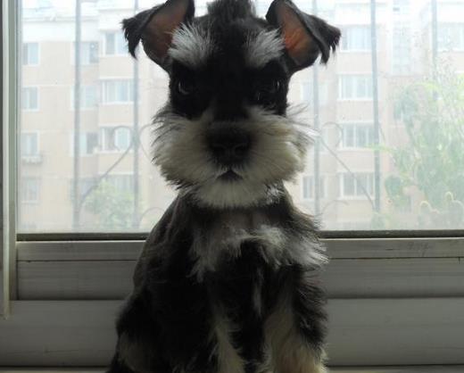 安徽宠物狗狗犬舍出售纯种雪纳瑞犬 哪里有买