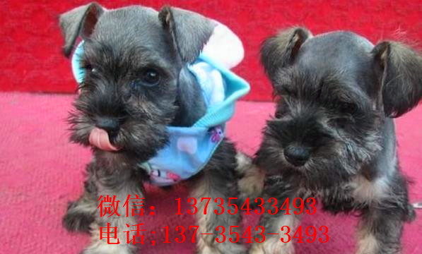 西安宠物狗狗犬舍出售纯种雪纳瑞犬 哪里有买狗卖狗市场