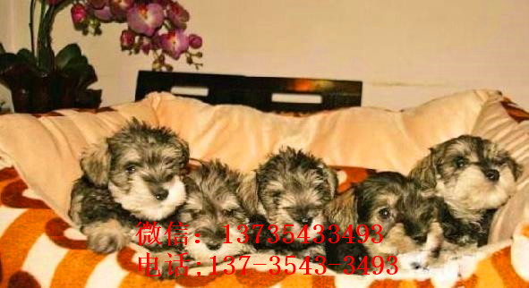 沈阳宠物狗犬舍出售纯种雪纳瑞犬 椒盐色迷你雪纳瑞犬哪里有