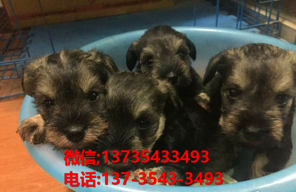 上海犬舍 出售纯种雪纳瑞犬 宠物狗网站信息卖狗买狗领养