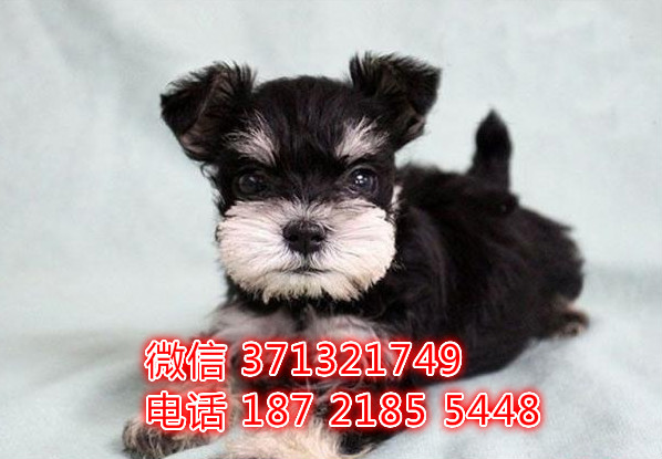 重庆犬舍出售雪纳瑞狗狗纯种 重庆大型繁殖基地宠物狗狗