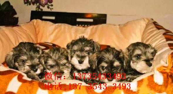 沈阳宠物狗犬舍出售纯种雪纳瑞犬 椒盐色迷你雪纳瑞犬哪里有