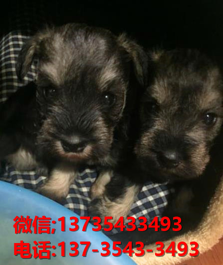 重庆犬舍 出售纯种雪纳瑞犬 宠物狗网站信息卖狗买狗领养