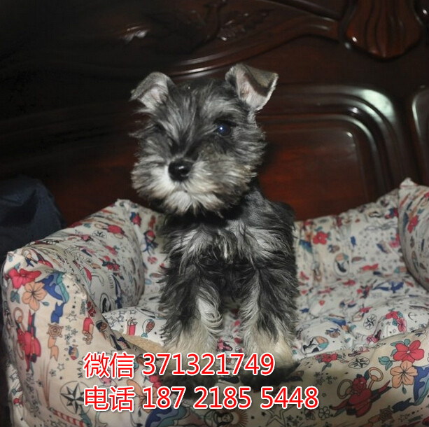 苏州特价雪纳瑞犬出售纯种幼犬 苏州哪里有犬