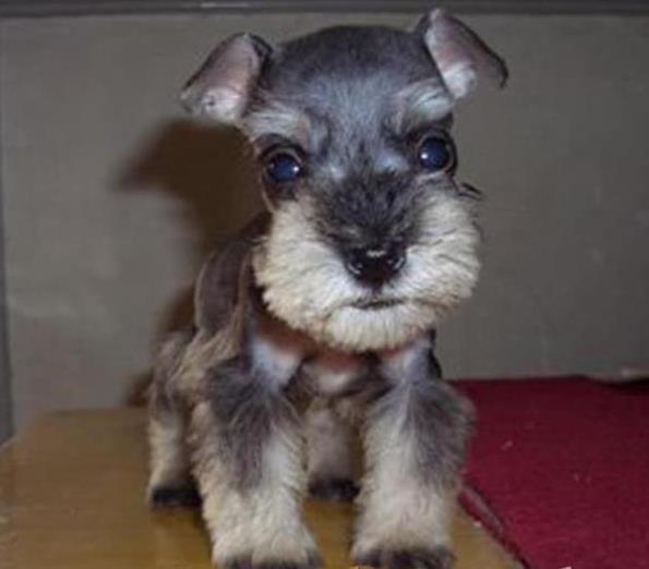 上海犬舍出售纯种雪纳瑞犬好不好养 在哪买狗