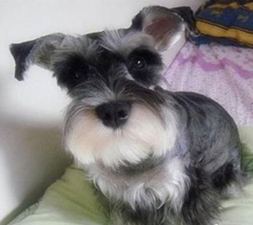 郴州犬舍出售纯种雪纳瑞犬 宠物狗市场在哪 网