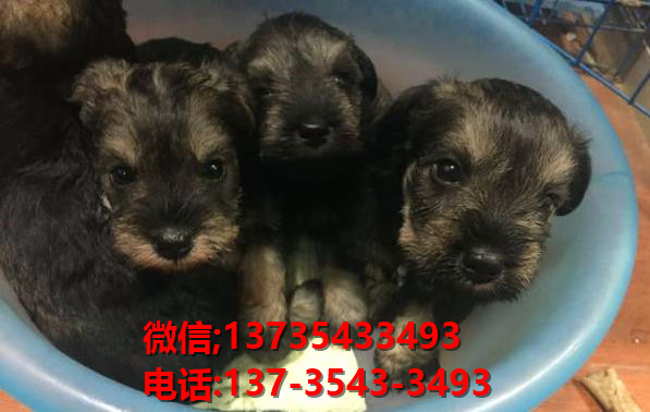 重庆犬舍 出售纯种雪纳瑞犬 宠物狗网站信息卖狗买狗领养