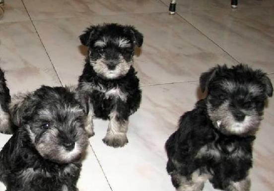 上海宠物狗狗犬舍出售纯种雪纳瑞犬 哪里有买