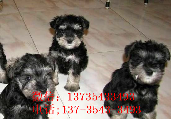 上海宠物狗狗犬舍出售纯种雪纳瑞犬 哪里有买狗卖狗市场