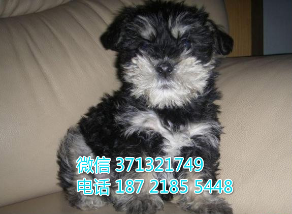 合肥特价 雪纳瑞犬纯种幼犬出售 合肥哪里有卖
