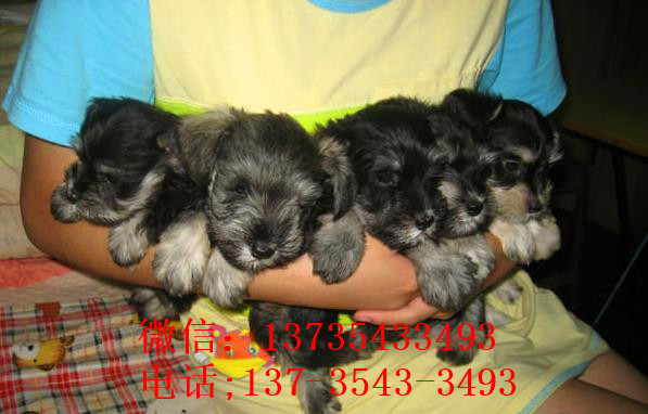 武汉宠物狗狗犬舍出售纯种雪纳瑞犬 哪里有买狗卖狗市场