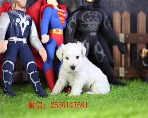 福州哪里卖健康的雪纳瑞 福州椒盐色雪纳瑞多钱 福州黑银雪纳瑞多少钱