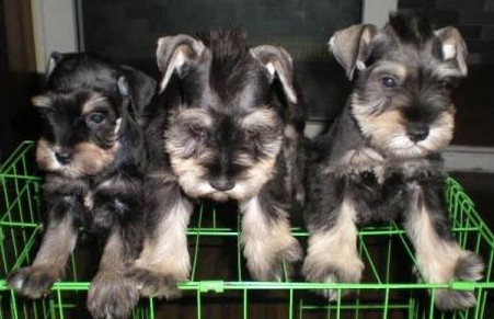 楚雄哪里买卖纯种雪纳瑞犬楚雄狗场出售雪纳瑞