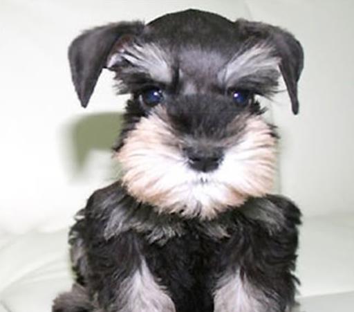 娄底犬舍出售纯种雪纳瑞犬 宠物狗市场在哪 网