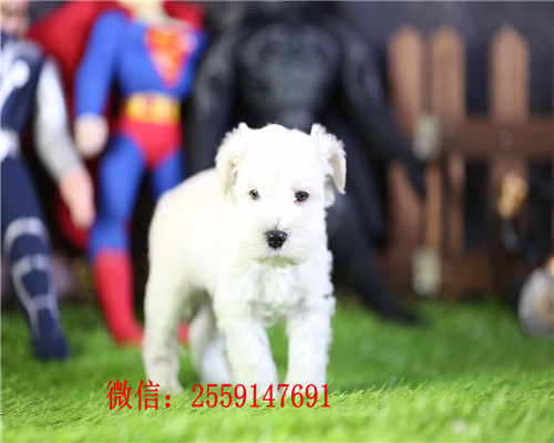 福州哪里卖健康的雪纳瑞 福州椒盐色雪纳瑞多钱 福州黑银雪纳瑞多少钱