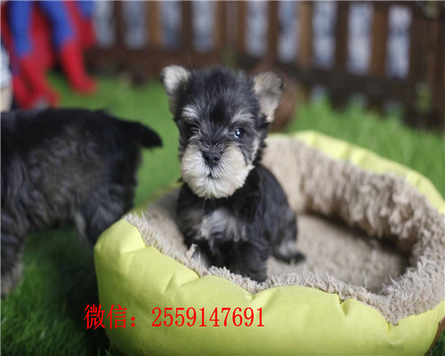 佛山哪里卖便宜的雪纳瑞犬 佛山哪里有雪纳瑞