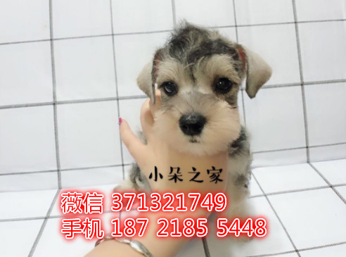 雪纳瑞犬出售纯种，小型犬雪纳瑞狗狗，深圳犬舍出售