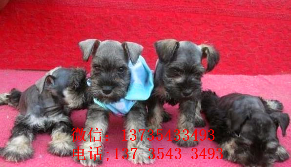 西安宠物狗狗犬舍出售纯种雪纳瑞犬 哪里有买狗卖狗市场