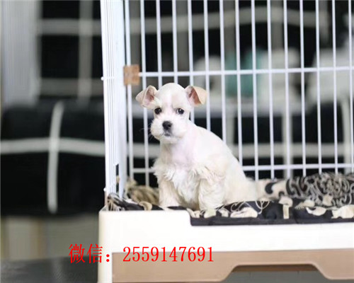 福州哪里卖健康的雪纳瑞 福州椒盐色雪纳瑞多钱 福州黑银雪纳瑞多少钱