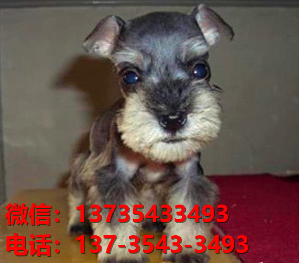 上海宠物狗狗犬舍出售纯种雪纳瑞犬迷你雪纳瑞