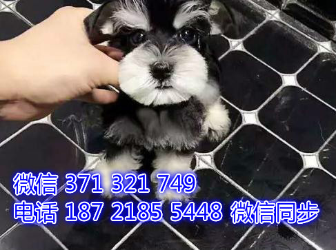 南昌宠物狗狗雪纳瑞犬出售纯种幼犬 南昌全国