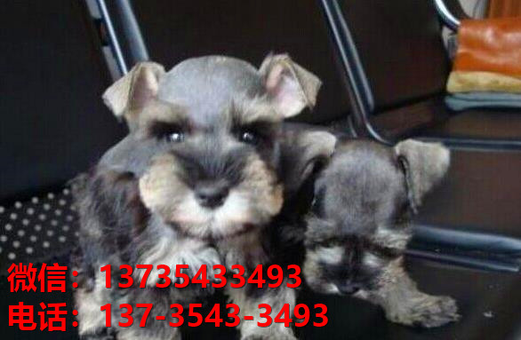 上海宠物狗狗犬舍出售纯种雪纳瑞犬迷你雪纳瑞狗哪里有卖狗地方买狗在哪