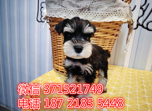 长春宠物 雪纳瑞犬纯种幼犬出售 长春犬舍在哪