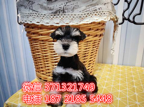 长春宠物 雪纳瑞犬纯种幼犬出售 长春犬舍在哪里