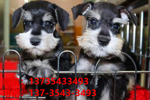 泸州宠物狗狗犬舍出售纯种雪纳瑞犬迷你雪纳瑞