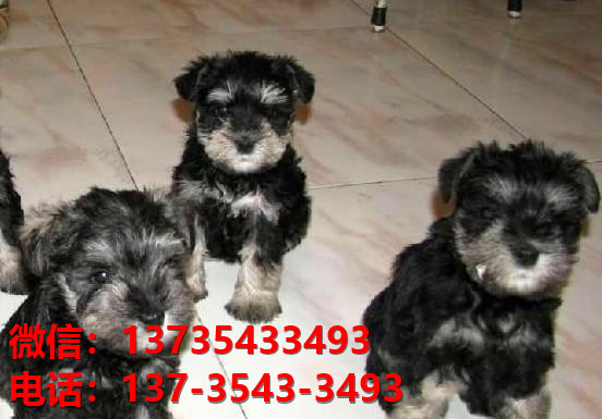 上海宠物狗狗犬舍出售纯种雪纳瑞犬迷你雪纳瑞狗哪里有卖狗地方买狗在哪