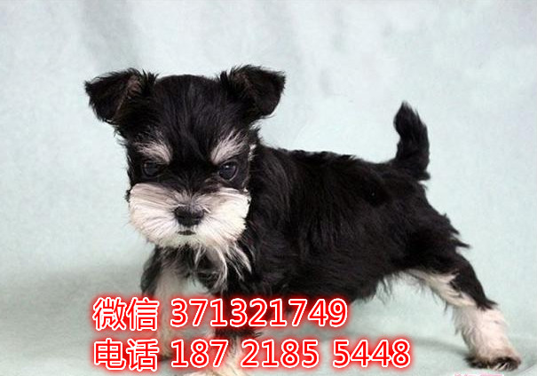 青岛特惠 雪纳瑞犬出售纯种幼犬 青岛犬舍狗场