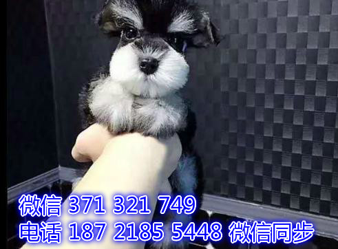 成都宠物狗狗 雪纳瑞犬纯种幼犬 成都犬舍直销