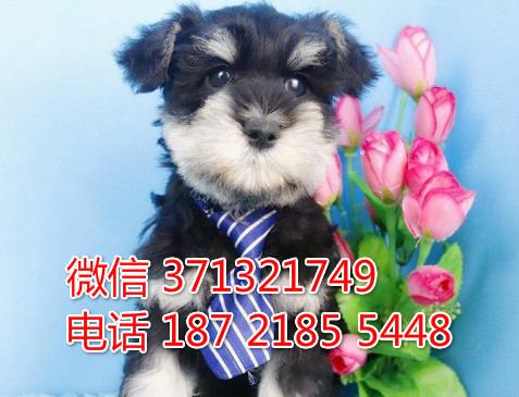 合肥宠物 雪纳瑞犬出售纯种幼犬 合肥犬舍在哪