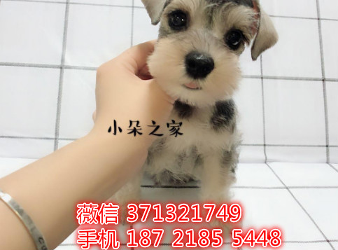 合肥狗狗 雪纳瑞出售纯种 合肥犬舍 全国发货