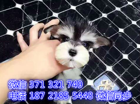 南昌宠物狗狗雪纳瑞犬出售纯种幼犬 南昌全国发货宠物狗重