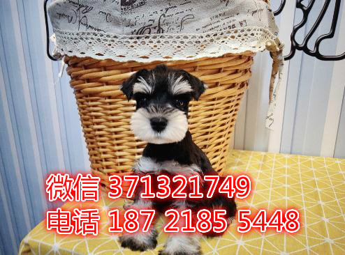 长春宠物 雪纳瑞犬纯种幼犬出售 长春犬舍在哪里