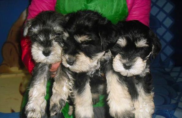 纯种雪纳瑞犬 上海犬舍领养 宠物狗市场在哪买