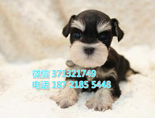 济南狗狗 雪纳瑞犬出售纯种幼犬 济南狗场 全国发货