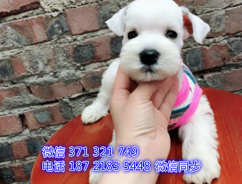 宠物狗狗雪纳瑞 全国可以发货 犬舍繁殖 包健康煌