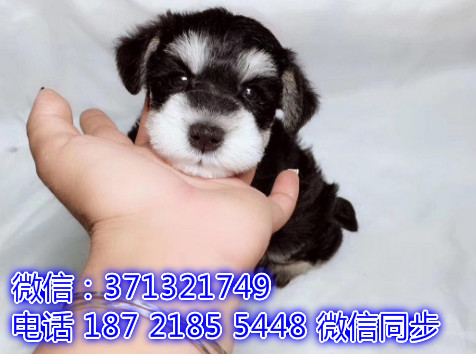 特价 雪纳瑞犬出售纯种幼犬 专业繁殖专业发货 可上门看慰